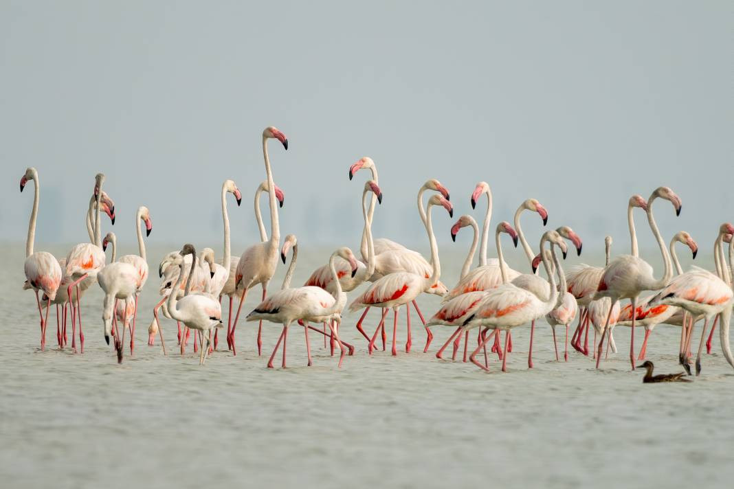 Akyatan’da Flamingo şöleni: Göç molası! - Resim: 3